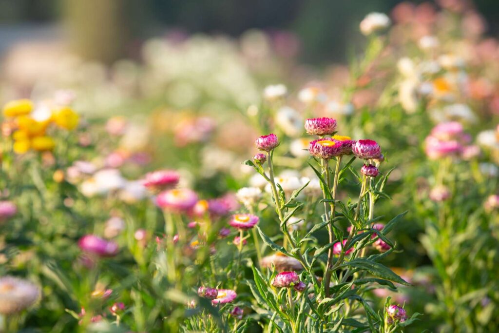 Bunte Blumenwiese im Sonnenschein